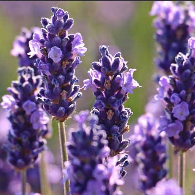 有機超級醒目薰衣草精油  (10ml)