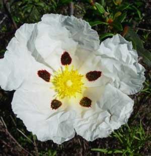 野生岩玫瑰精油 (西班牙) 5ml