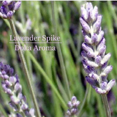 穗花薰衣草精油  (法國) 10ml