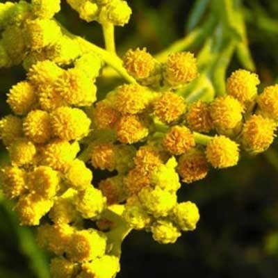 永久花精油 (意大利) 5ml