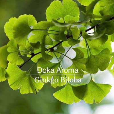 銀杏萃取液 ( 英國 ) 50ml