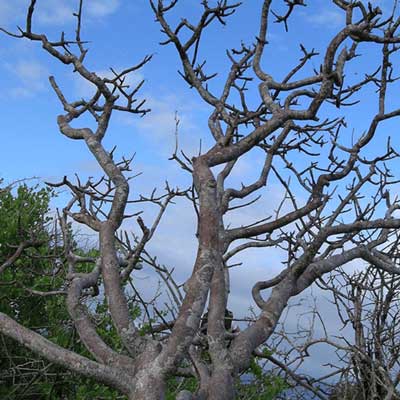 野生秘魯聖木精油 (Wild Palo Santo) 10ml