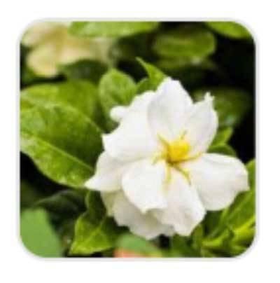 Garden Fragrance Oil  10ml