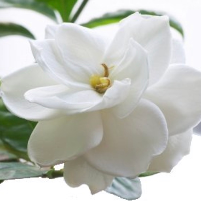 梔子花 香精  (Gardenia Perfume  Fragrance Oil  10ml