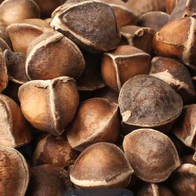 有機辣木籽油 (印度)  20ml