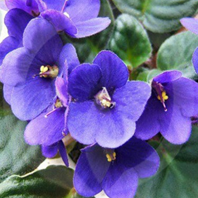 Violet Perfume Fragrance Oil  (紫羅蘭)  10ml