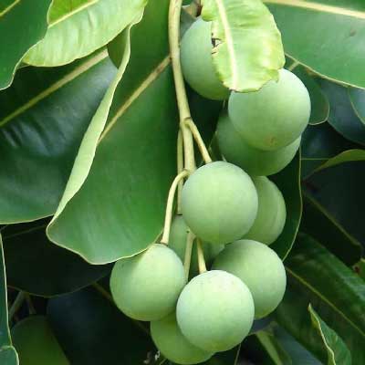 有機瓊崖海棠油  20ml