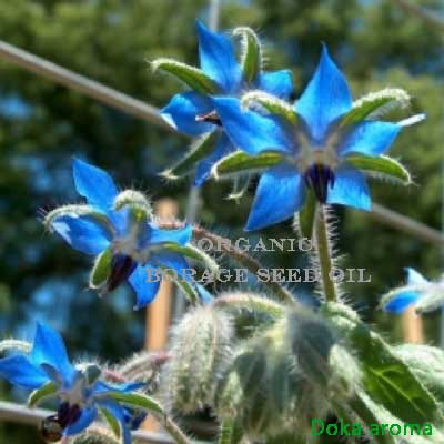 有機琉璃苣油 (20% GLA) 50ml