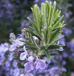 有機馬鞭草迷迭香精油 (南非) 10ml 