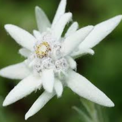 雪絨花萃取液 (瑞士) 20g