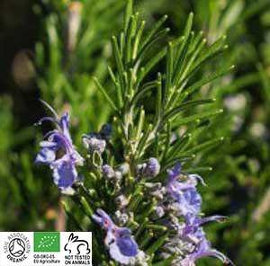 有機迷迭香精油 10ml