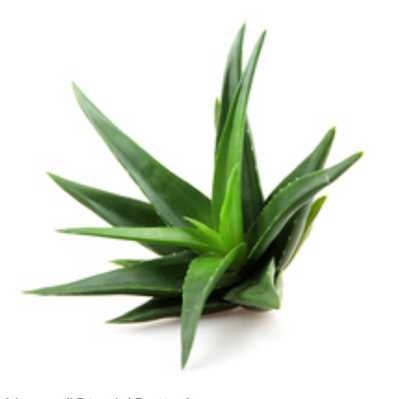 有機蘆薈萃取液 (美國) 50g