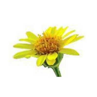 山金車萃取液 (澳洲) 20g