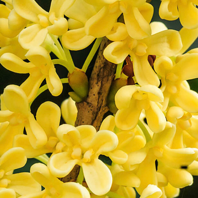 桂花原精 (Osmanthus Absolute oil) 5ml 