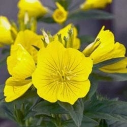 有機月見草油  100ml