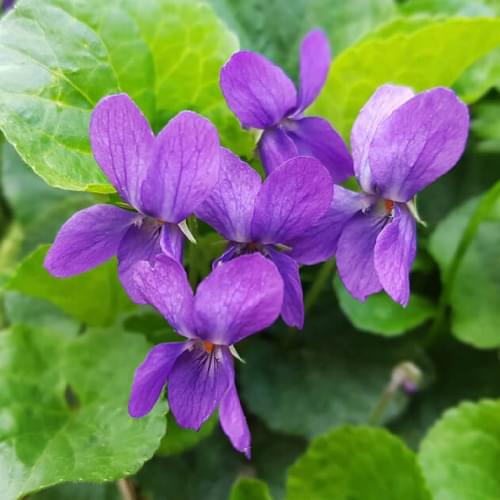  紫羅蘭葉原精 (Violet Leaf Absolute Oil) 5ml