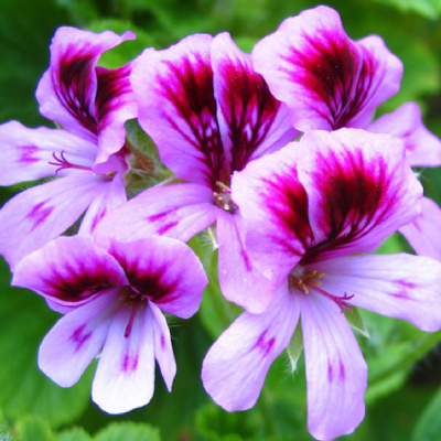 天竺葵 Geranium (Natural) Fragrance Oil  10ml