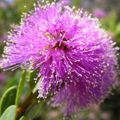 蜂蜜香姚木 Honey Myrtle (Natural) Fragrance Oil  10ml