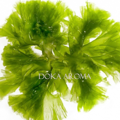 海藻萃取液 Algae Liquid Extract (英國) 20ml