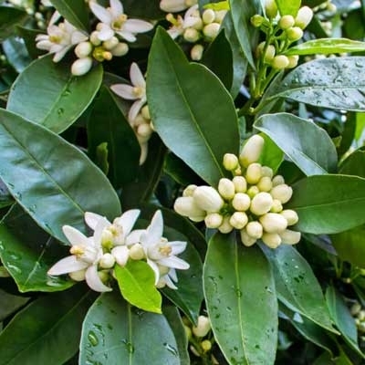 有機苦橙葉精油  (埃及)10ml