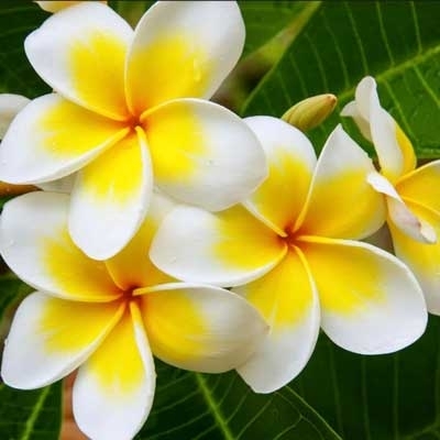 雞蛋花精油  5ml