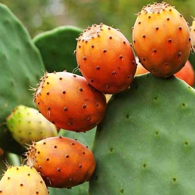 有機仙人掌籽油(摩洛哥)  50ml